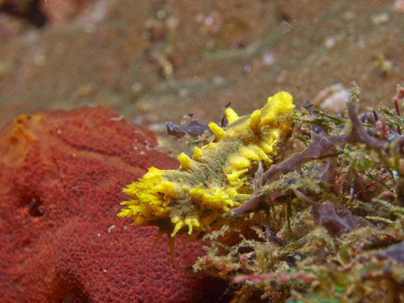 Wart slug, Sinandigan Wall